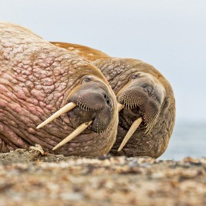 Walrus