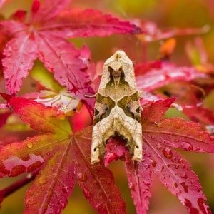 Angle Shade Moth