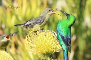 Mama, Feed Me - Malachite Sunbirds