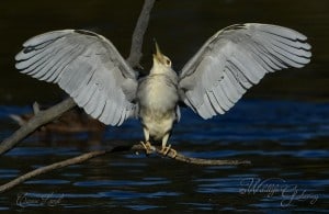 Black-crowned Night Heron