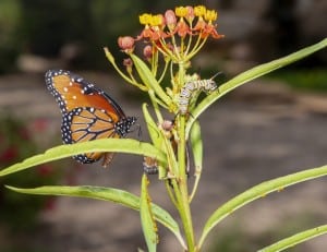Queen Butterfly & Caterpillar