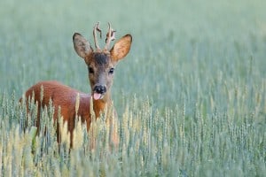 Yearling Deer (Male)