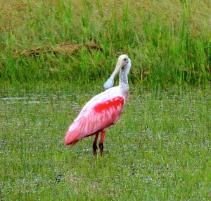 Rosette Spoonbill