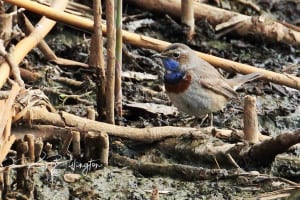 Bluethroat