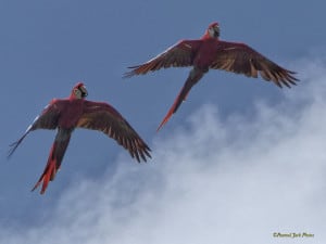 Parrots in the  Sky