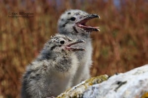 Great Black-backed Gull Chicks