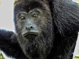 Howler Monkey: “Are We Related?”