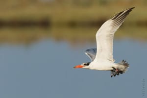 Caspain Tern Ringed in Sweden
