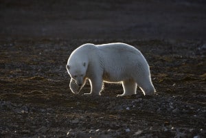 Polar Bear Adult Female