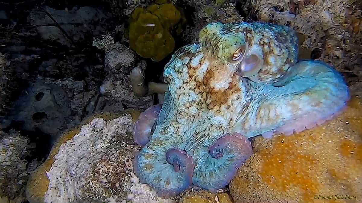 Caribbean Octopus at Night