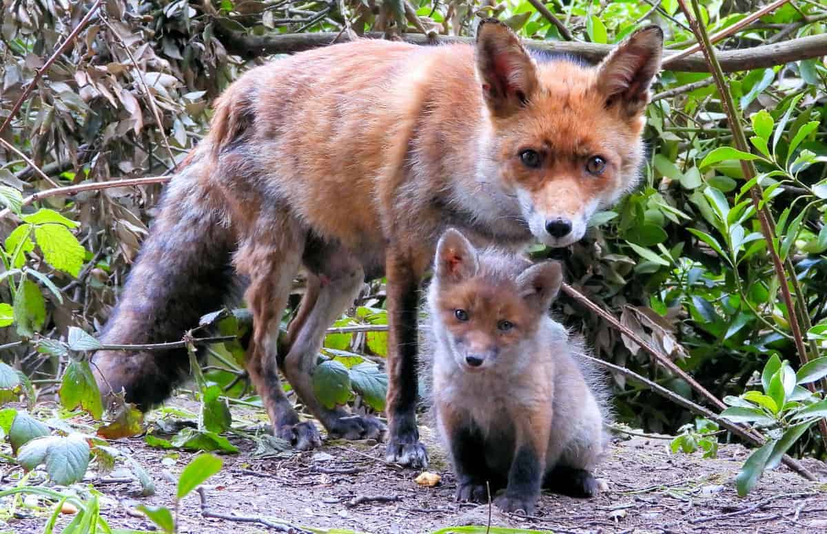 Mother and Cub