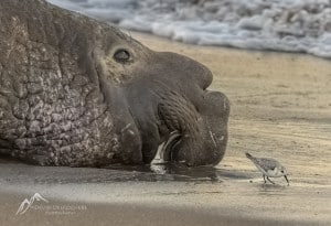 Male Northern Elephant Seal and Friend