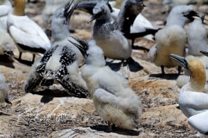Fluffy Chicks - Australasian Gannet