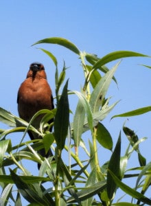 Chaffinch Basking in the Sun
