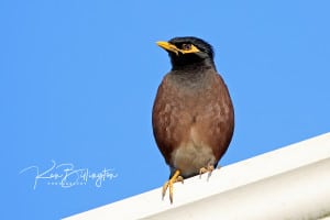 Common Myna