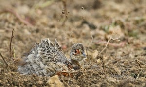 Young Pheasant Sand Bathing