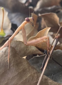 Praying Mantis