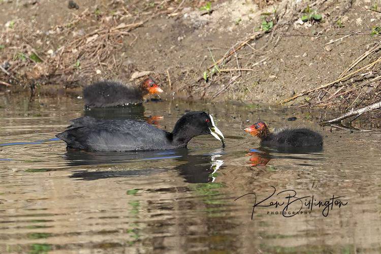 Coot Family