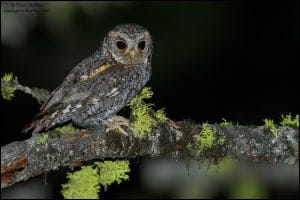 Flammulated Owl 