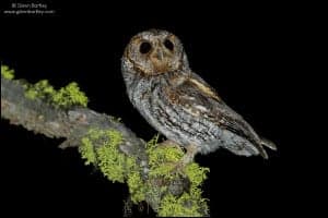 Flammulated Owl