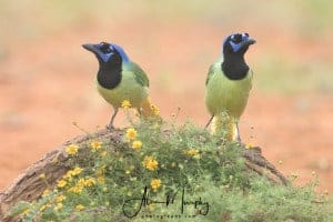 Green Jays