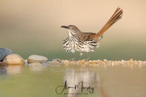 Long-billed Thrasher