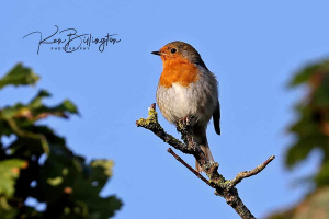 Enjoying the Morning Sun - Robin