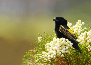 Yellow-rumped Widow