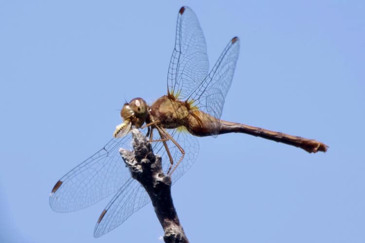Snack Break – Common Dragonfly