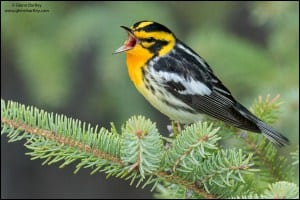 Blackburnian Warbler