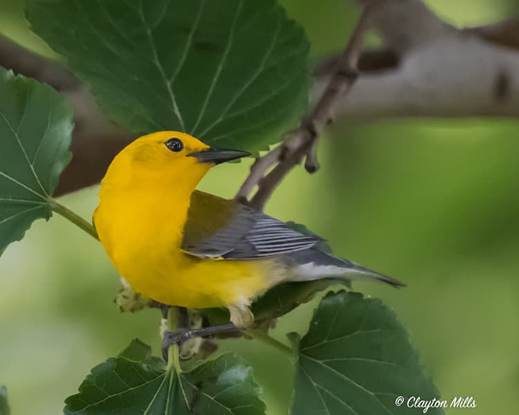 Prothonotary Warbler Pretty is as Pretty Does