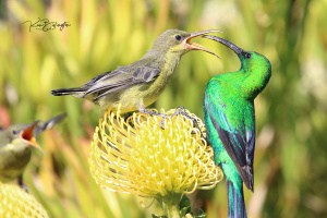 Malachite Sunbird Feeding