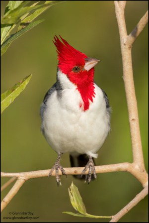 Red-crested Cardinal (Paroaria Coronata)