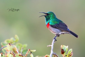 Southern Double Collared Sunbird