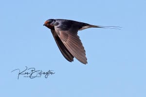 Barn Swallow in Flight