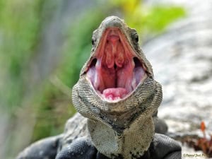 “i Said No!” (Iguana)