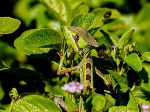 Here’s Looking at You! (Casquehead Lizard)