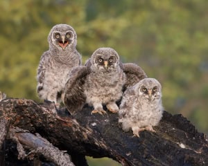 Great Grey Owl Nestlings