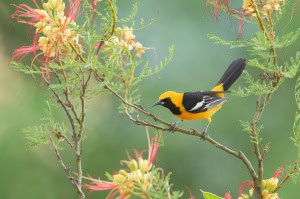 Hooded Oriole on Bird of Paradise