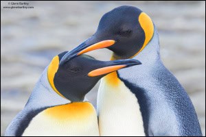 King Penguin