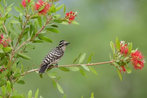 Ladder-backed Woodpecker on Crimson Bottlebrush