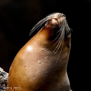 Sea Lion Portrait