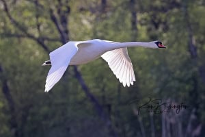 Mute Swan in Flight