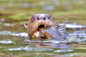 Giant River Otter