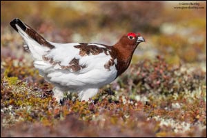 Willow Ptarmigan (Lagopus Lagopus)