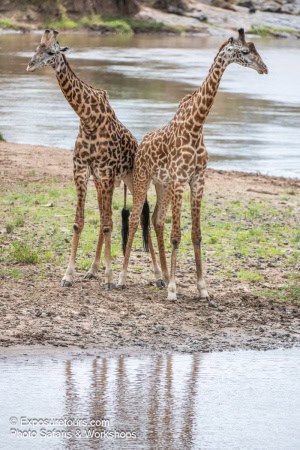 Posing by the Water (Giraffe)