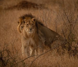 Pair of Lions