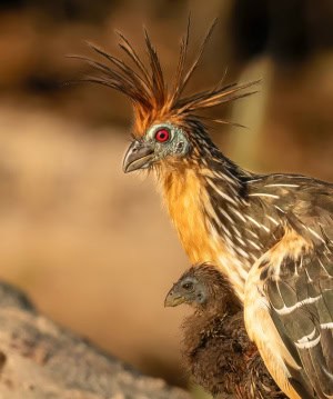 Hoatzin with Chick