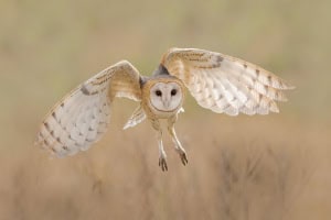 Barn Owl