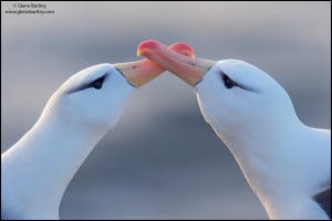 Crossing Swords - Black-browed Albatross